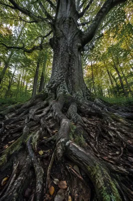 Ancient Tree Roots of Faithfulness