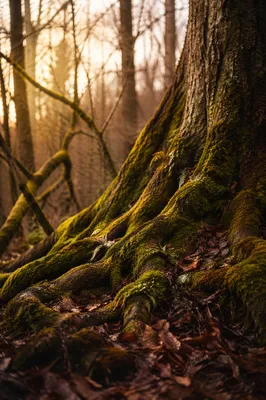 Faithful Ancient Tree With Deep Roots