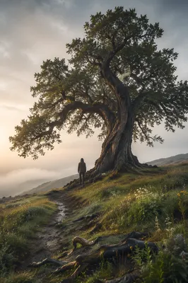 Faithful Ancient Tree with Deep Roots