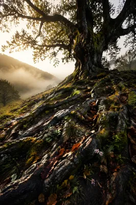 Ancient Tree of Faithful Endurance