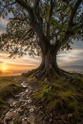 Ancient Tree with Exposed Roots at Dawn