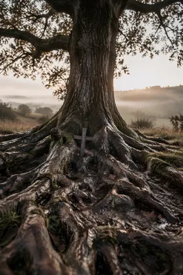 Faithful Oak Roots Holding a Wooden Cross