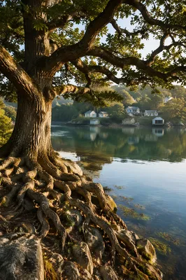 Faithful Ancient Tree by Quiet Lakeside