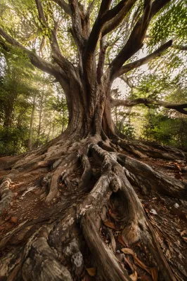 Ancient Tree Roots of Steadfast Faithfulness