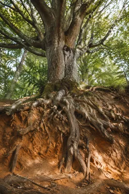 Faithful Ancient Tree With Deep Roots