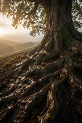 Faithful Ancient Oak with Deep Roots