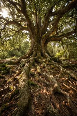 Faithful Ancient Tree with Deep Roots