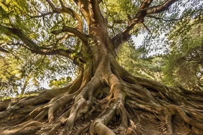 Ancient Tree Roots Symbolizing Faithful Resilience