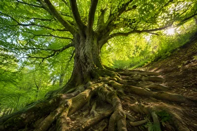 Ancient Tree Roots Symbolizing Faithfulness