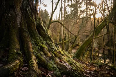 Ancient Tree Roots of Faithfulness