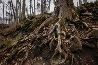 Faithful Ancient Tree With Deep Roots