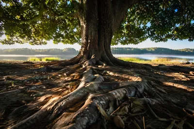 Ancient Tree Roots Symbolizing Faithful Endurance