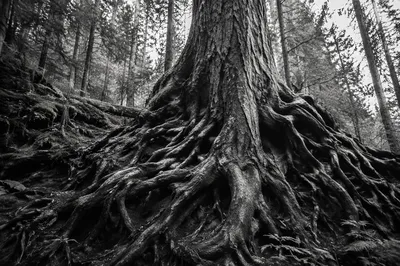 Ancient Tree Roots Symbolizing Faithfulness