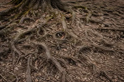 Ancient Tree Roots Symbolizing Faithful Endurance