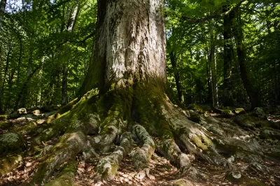 Ancient Tree Roots Symbolizing Faithful Endurance