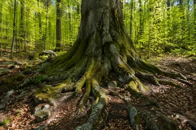 Ancient Tree Roots of Faithfulness