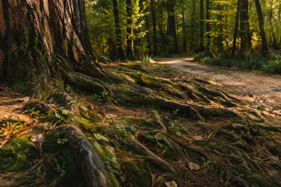 Faithful Ancient Tree With Deep Roots