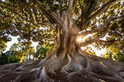 Faithful Ancient Tree With Deep Roots