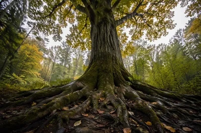 Ancient Tree Roots of Faithfulness