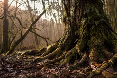 Faithful Ancient Tree With Deep Roots