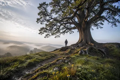 Faithful Ancient Tree With Deep Roots