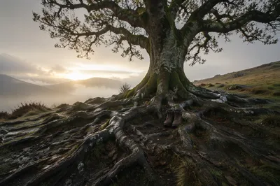 Faithful Oak with Deep Roots at Dawn
