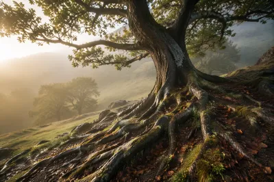 Ancient Tree of Faithful Endurance