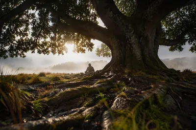 Faithful Ancient Tree with Deep Roots