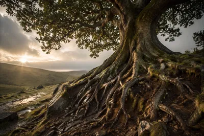 Ancient Tree with Exposed Deep Roots