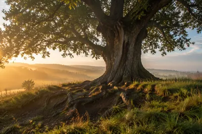 Ancient Tree with Exposed Roots at Sunrise