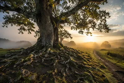 Ancient Tree with Exposed Roots at Dawn