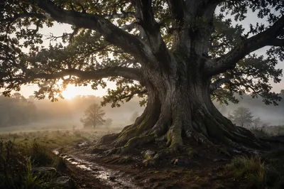 Ancient Tree with Exposed Roots at Dawn