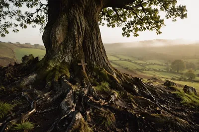 Ancient Oak Roots of Quiet Faithfulness