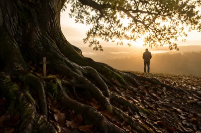 Faithful Roots Beneath Ancient Oak Cross