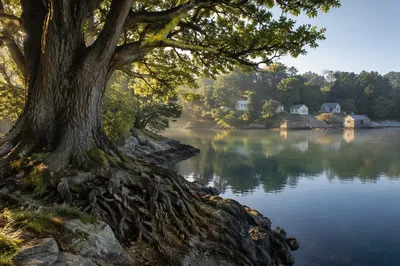 Faithful Ancient Tree by Quiet Lakeside