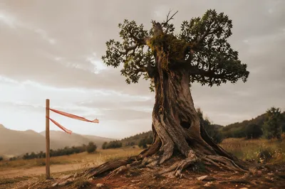 Faithful Ancient Tree with Deep Roots