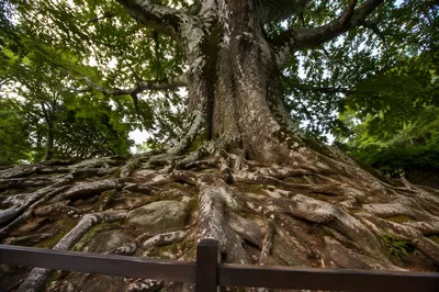 Ancient Tree Roots Symbolizing Steadfast Faithfulness