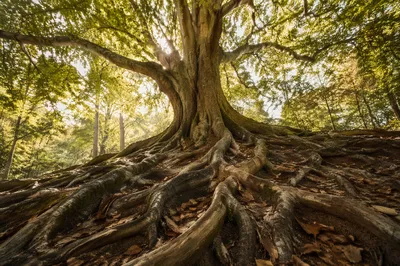 Ancient Tree Roots of Steadfast Faithfulness