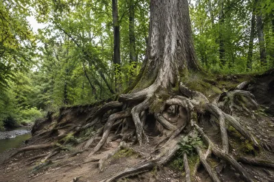 Ancient Tree Roots of Faithfulness
