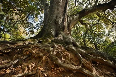 Faithful Ancient Tree With Deep Roots