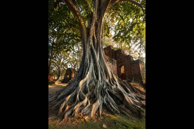 Ancient Rooted Tree of Steadfast Faithfulness