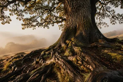 Faithful Ancient Oak with Deep Roots