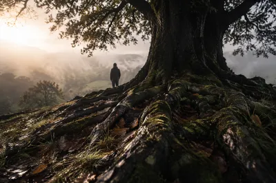 Faithful Oak with Deep Roots