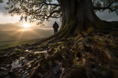 Faithful Oak Roots After Morning Rain