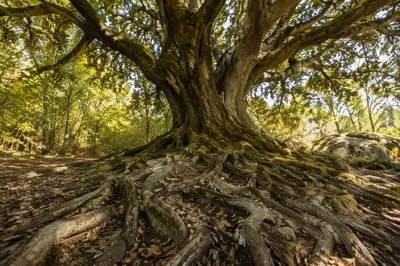 Ancient Tree Roots Symbolizing Faithfulness