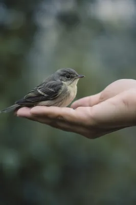 Gentle Hands Cradling a Small Songbird