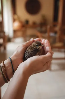 Gentle Hands Cradling a Fledgling