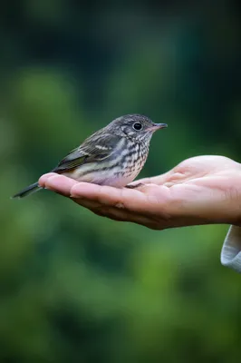 Gentle Hands Protecting a Vulnerable Songbird