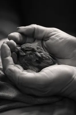 Gentle Hands Cradling Fragile Songbird