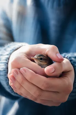 Gentle Hands Cradling Tiny Songbird